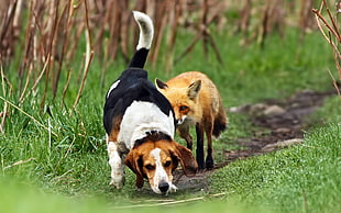 adult tricolor beagle with red fox walking on pathway